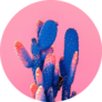 Blue Mexico Cactus On Pink Sticker