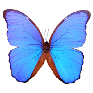 Blue Morpho Butterfly Sticker