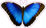 Blue Morpho Peleides Butterfly Sticker
