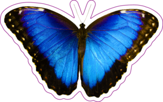Blue Morpho Peleides Butterfly Sticker