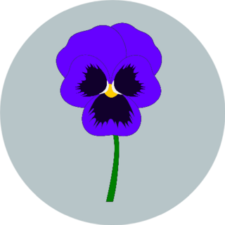 Blue Pansy Isolated On Simple Background Sticker