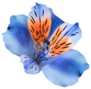 Blue-red Lily Flower Beautiful Detail Sticker