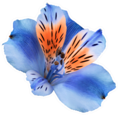 Blue-red Lily Flower Beautiful Detail Sticker