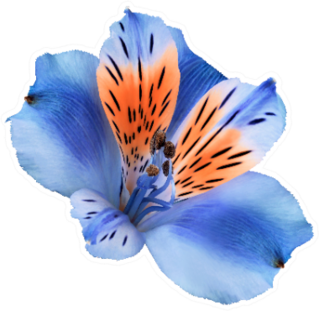 Blue-red Lily Flower Beautiful Detail Sticker