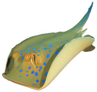 Blue Spotted Stingray Isolated On White Sticker