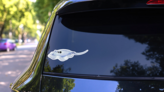 Blue Stingray Fish Watercolor Illustration Sticker on a Rear Car Window (New) example