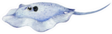 Blue Stingray Fish Watercolor Illustration Sticker
