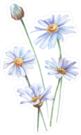 Blue Watercolor Daisies Sticker