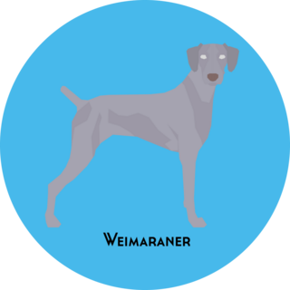 Blue Weimaraner Sticker