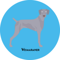 Blue Weimaraner Sticker