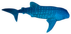 Blue Whale Shark Sticker