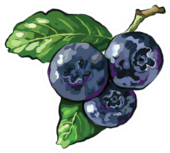 Blueberry Branch On White Sticker