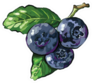Blueberry Branch On White Sticker