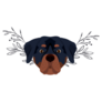 Boho Rottweiler Sticker