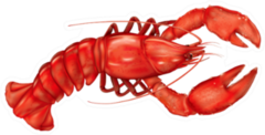 Boiled Lobster On A White Sticker