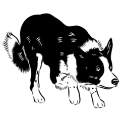 Border Collie Alert Sticker