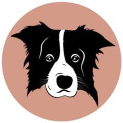 Border Collie Circle Portrait Sticker