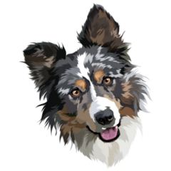 Border Collie Coat Sticker