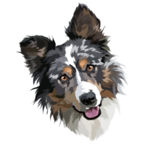 Border Collie Coat Sticker