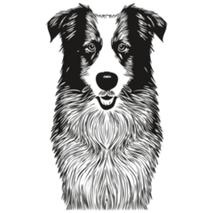 Border Collie Detailed Sticker