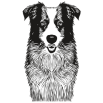 Border Collie Detailed Sticker