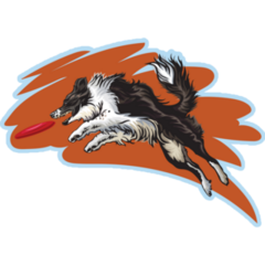 Border Collie Disc Art Sticker