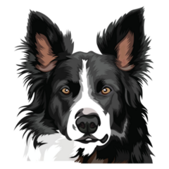 Border Collie Dog Face Sticker