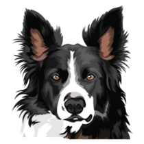 Border Collie Dog Face Sticker