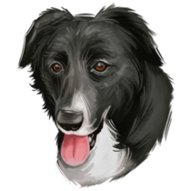 Border Collie Hand Drawn Sticker