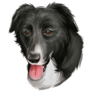 Border Collie Hand Drawn Sticker