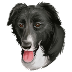 Border Collie Hand Drawn Sticker