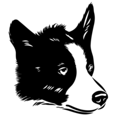 Border Collie Head Sticker