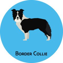 Border Collie Label Sticker