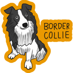 Border Collie Labeled Sticker