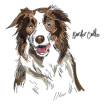 Border Collie Lettering Sticker