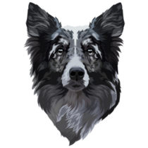 Border Collie Muzzle Sticker