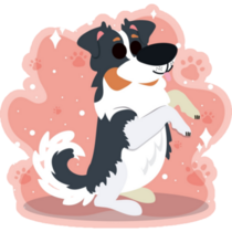 Border Collie On Pink Sticker
