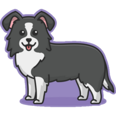 Border Collie On Purple Sticker 