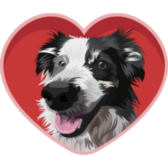 Border Collie Pink Heart Sticker