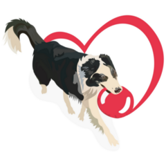 Border Collie Playing Sticker