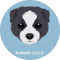 Border Collie Puppy Sticker