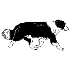 Border Collie Running Sticker