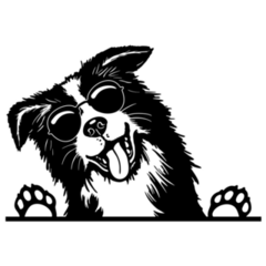 Border Collie Sunglasses Sticker