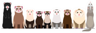 Border Of Various Ferrets Sticker