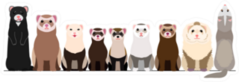 Border Of Various Ferrets Sticker