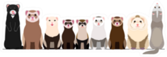 thumbnail image 2 of Crazy Ferret Lady Decal – 4.75 Inch Vinyl Window Sticker For Car Decor, Oracal 2 of 5
