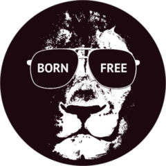 Born Free Lion Sticker