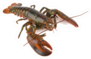 Boston Lobster Isolated On White Sticker