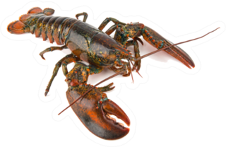 Boston Lobster Isolated On White Sticker