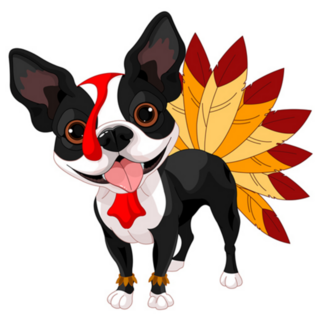 Boston Terrier Dressed As Turkey Sticker